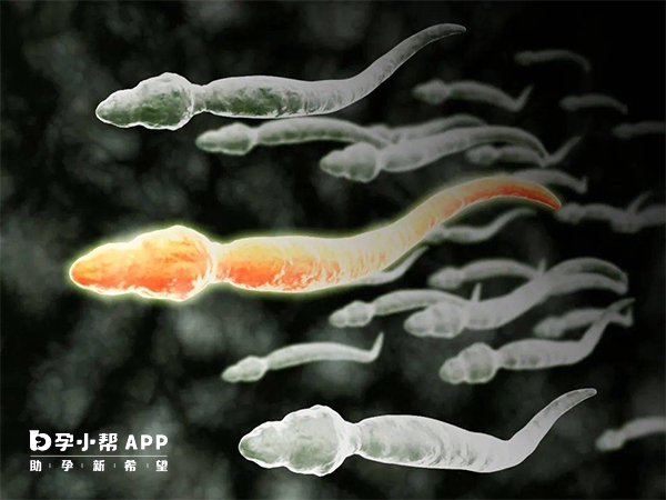 睪丸穿刺a級精子少一般是能冷藏做試管的