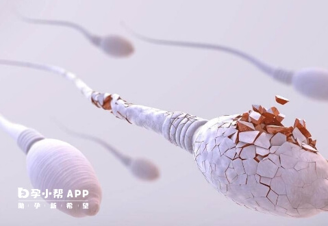 精子碎片率高怎麼辦