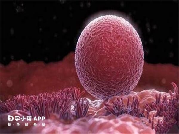 自然週期方案促排卵泡可能會提前排出