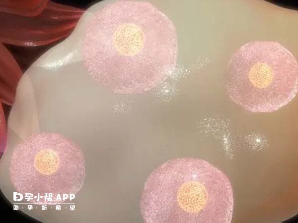 自然週期方案取卵需要打夜針