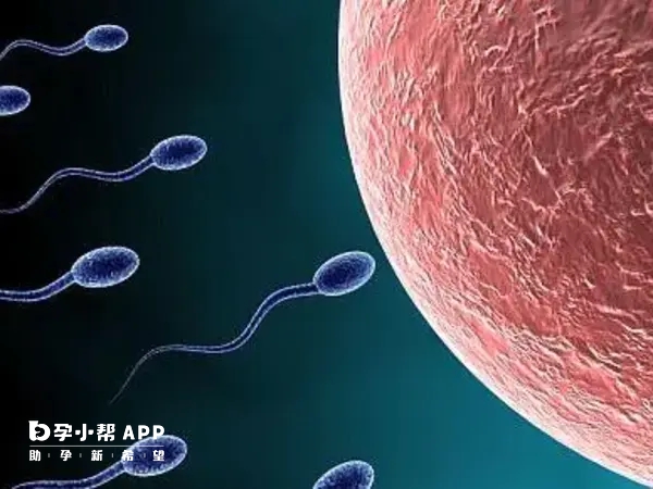 二代試管不需要查抗精子抗體