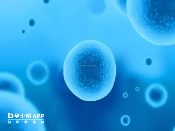 二代試管加卵子啟用可以增加卵泡數量