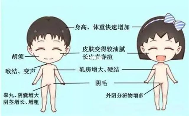 促黃體生成素(LH)會促進身體發育