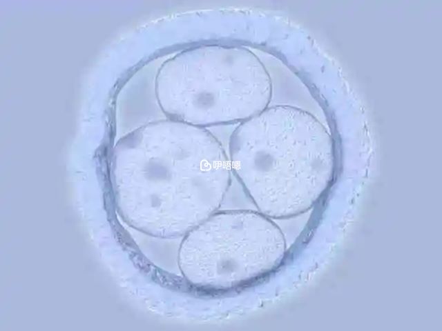 囊胚著床詳細過程