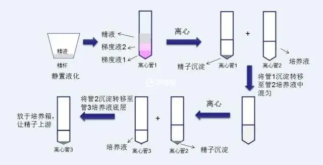 洗精原理與流程