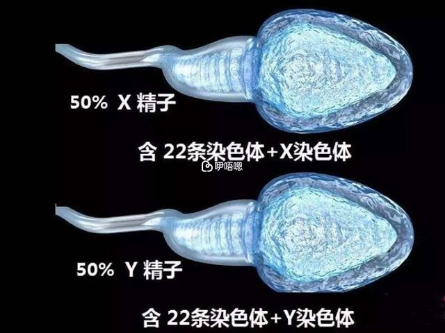 XY精子分離術流程圖