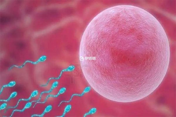 抗精子抗體能夠讓女性難以懷孕,