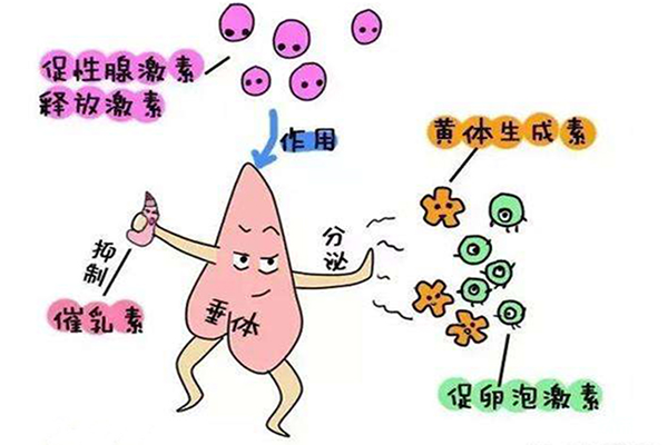 促卵泡激素主要作用是促進卵泡的發育和成熟