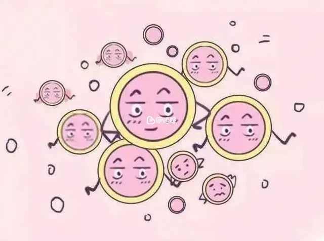 胚胎的不同型別會影響試管成功率