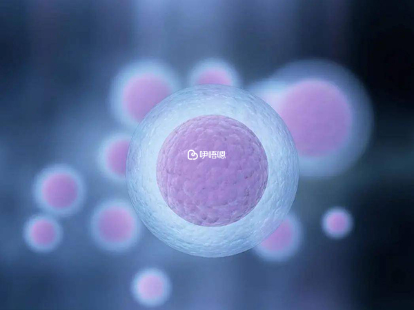 提高卵子質量可以提高試管成功率