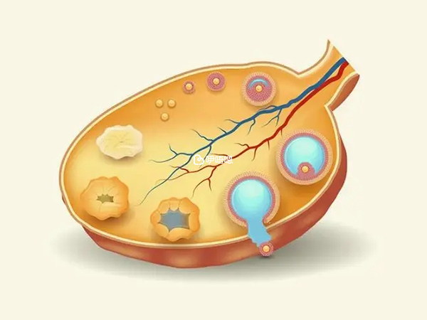 子宮內膜對於胚胎來說很重要