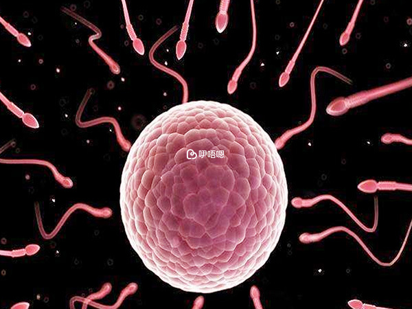卵子和精子結合成功