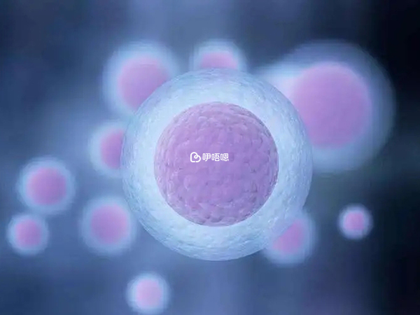排卵重在質量不在數量