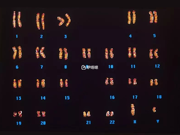受精時卵子精子各提供23條染色體