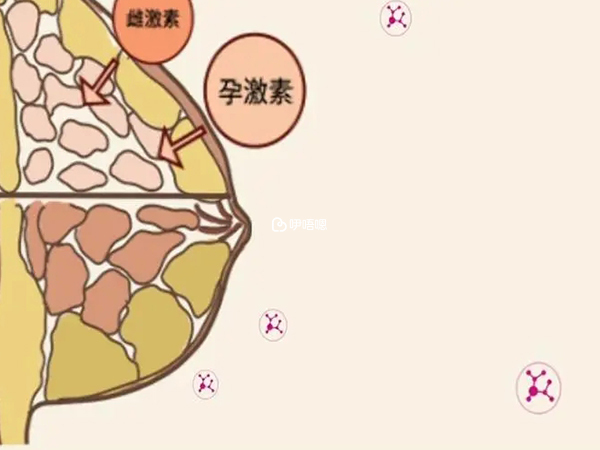 雌激素水平高便會抑制催乳激素