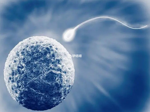 胚胎質量會影響受孕成功率