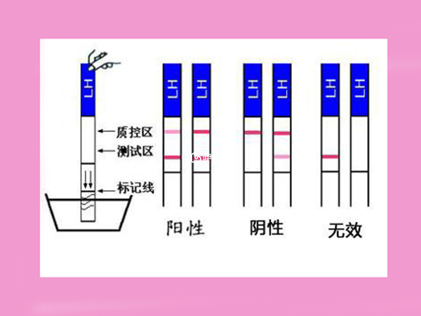 排卵試紙和基礎體溫可以檢測排卵