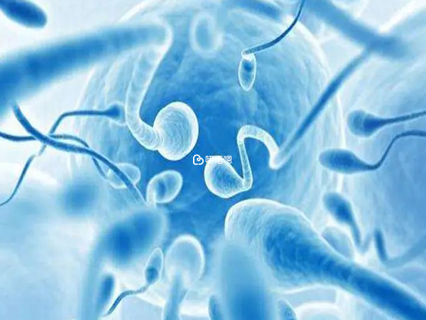 精子的質量也會影響受孕成功率