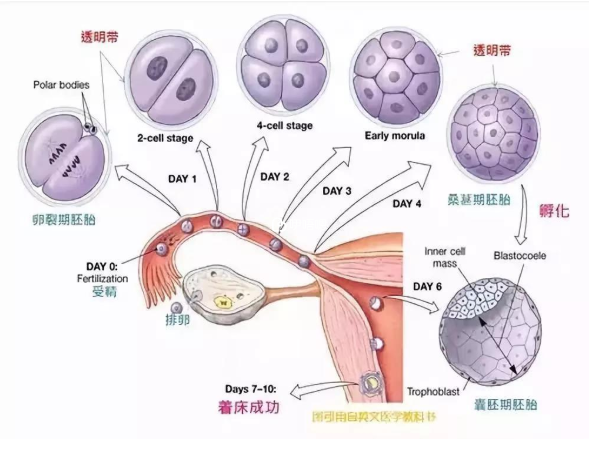 試管胚胎移植