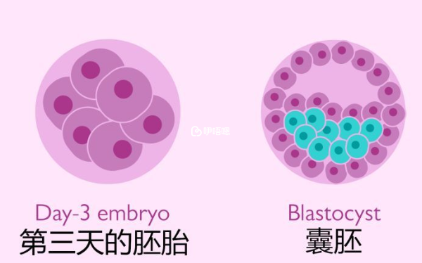 2pn能養成幾級囊胚是不定的