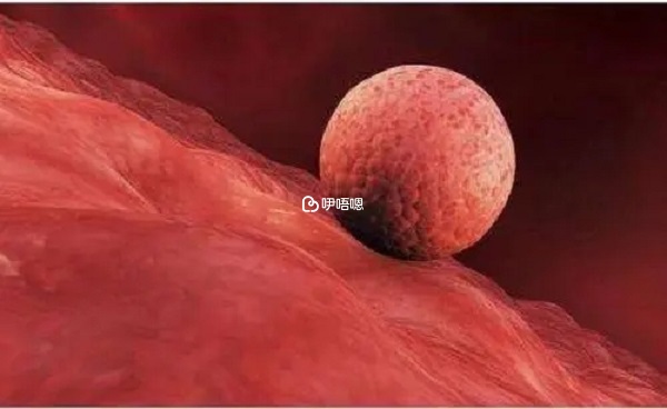 取卵後打思則凱有助於胚胎移植