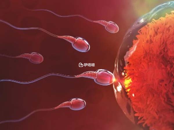 顯微取出的精子可以做試管嬰兒