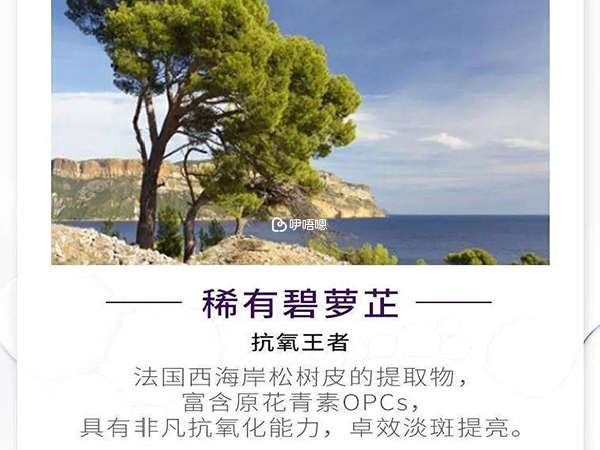 碧蘿芷的作用