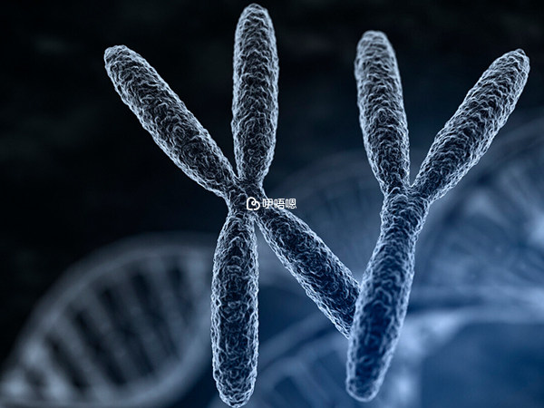 XY精子分離術臨床應用量較少