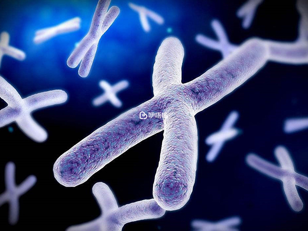 上游分離法可改變精液中XY精子比例