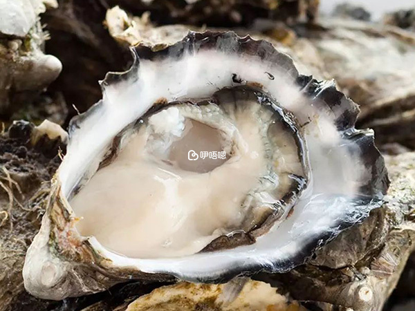 多吃生蠔可以提高精子質量