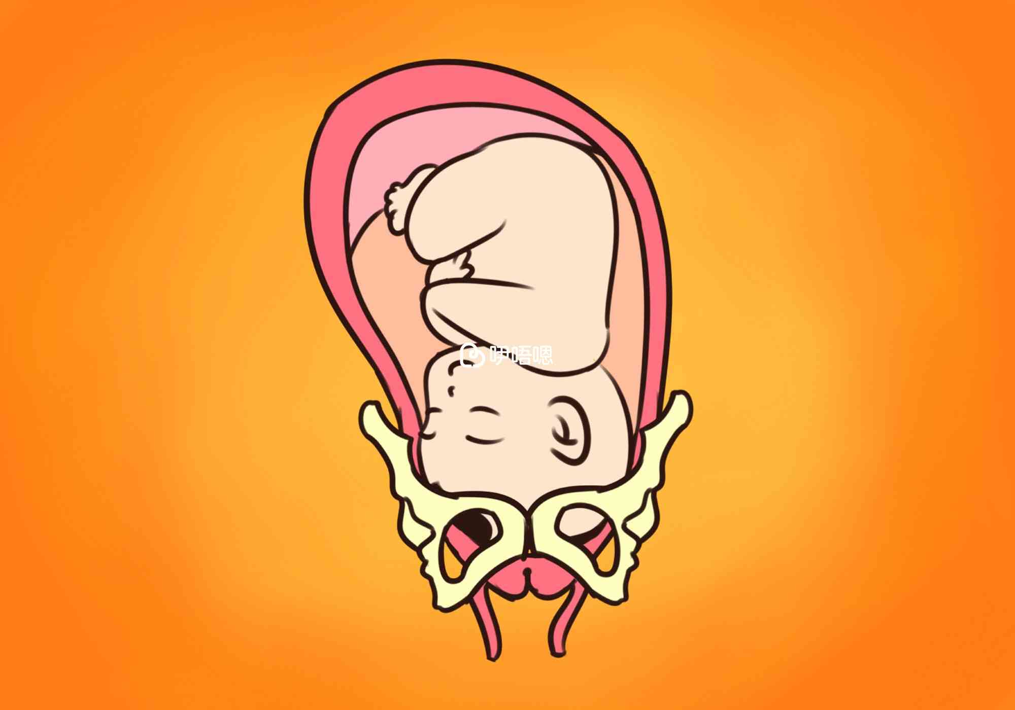 頭位胎兒