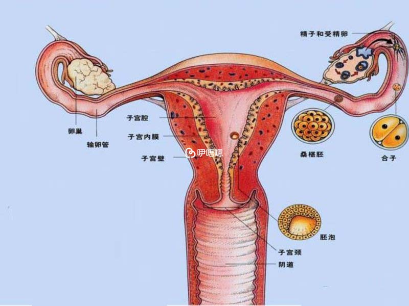 單側排卵的原因