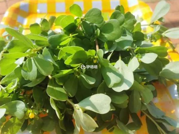 馬齒莧具有清熱功效