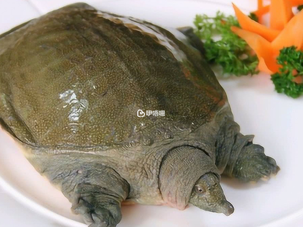 甲魚和桃子一起吃會降低營養吸收