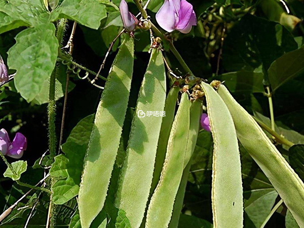 扁豆不能和6種食物一起吃