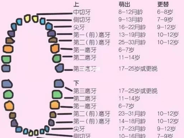 小孩掉牙順序圖