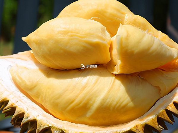 吃榴蓮會不會胖與食用量有關