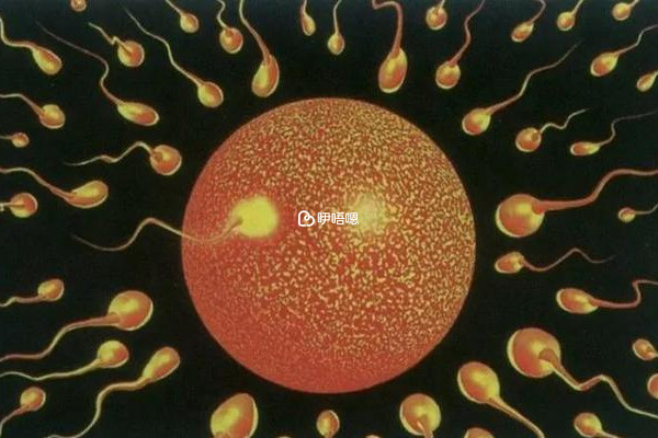 絕育了還能做試管嬰兒助孕