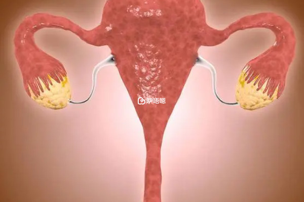 輸卵管的作用是幫助女性受孕