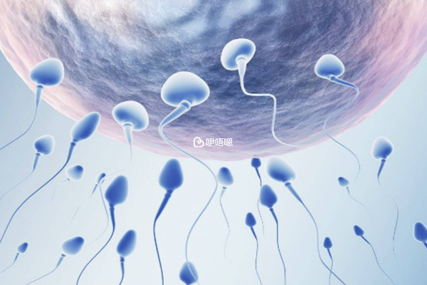 生男生女主要取決於孩子的父親
